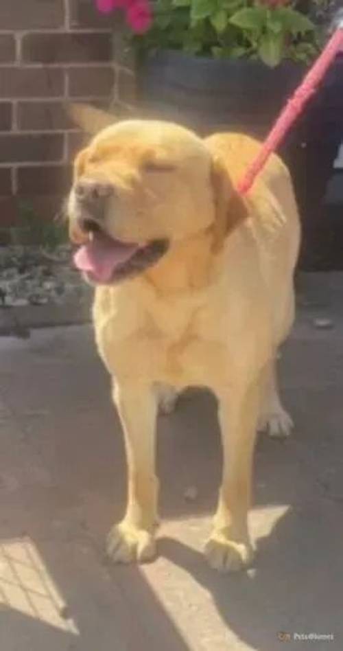 READY NOW! Labrador Puppies Health Tested parents for sale in Outwell, Wisbech - Image 4