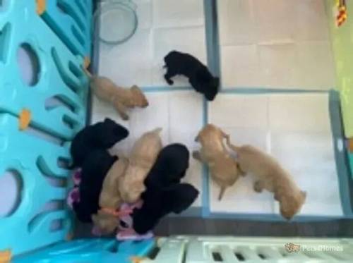 Kc registered labrador puppies for sale in Virginia Water, Surrey - Image 2