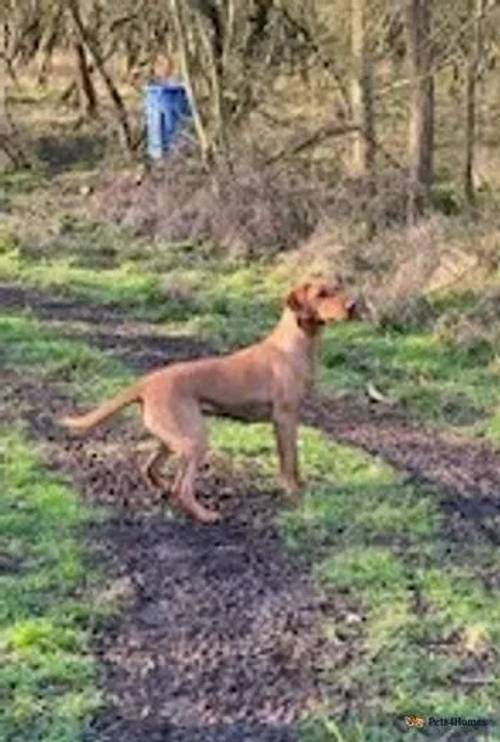 Beautiful KC registered red fox and black Labs for sale in Stewartby, Bedfordshire - Image 4