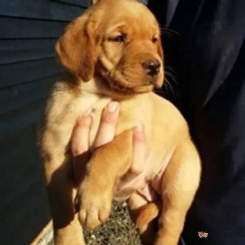 Labrador Puppies (Yellow/black) for sale in Braintree, Essex - Image 1