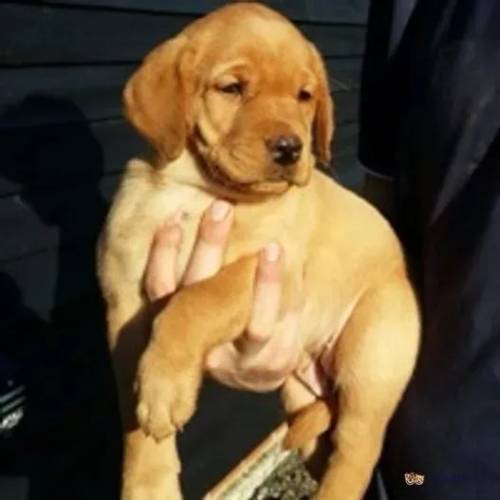 Labrador Puppies (Yellow/black) for sale in Braintree, Essex - Image 2