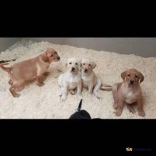 Labrador Puppies (Yellow/black) for sale in Braintree, Essex - Image 4