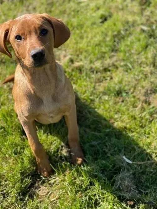 Kc reg Fox Red Labrador for sale in Laxfield, Woodbridge - Image 1