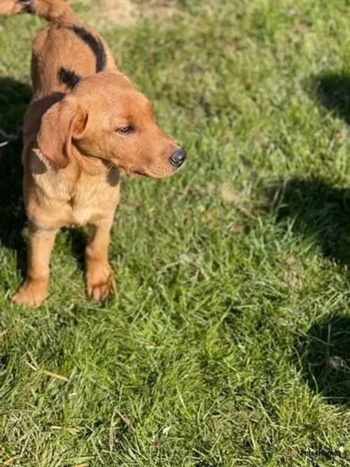 Kc reg Fox Red Labrador for sale in Laxfield, Woodbridge - Image 3