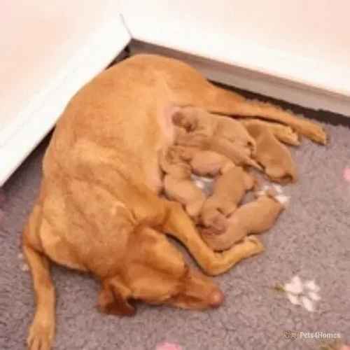 KC reg labrador pups 2 Male available for sale in Fallin, Stirling - Image 1