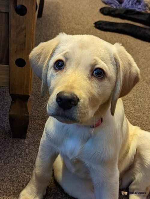 Beautiful Golden/white labrador for sale in Kingsway, Derby - Image 1