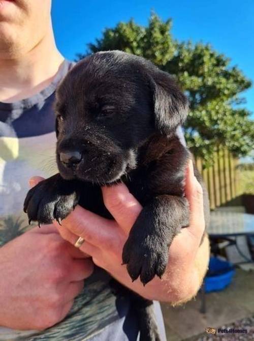 Beautiful KC registered labrador puppies for sale in Miami Beach, Mablethorpe - Image 1