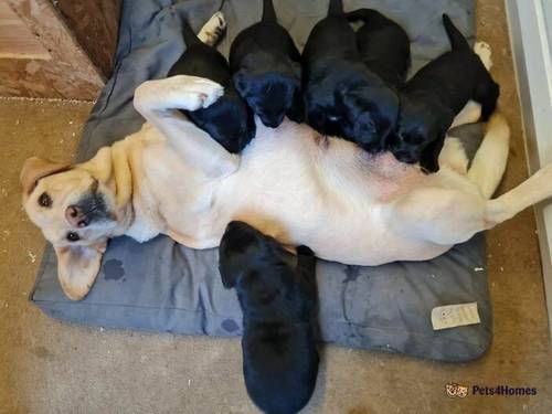 Beautiful KC registered labrador puppies for sale in Miami Beach, Mablethorpe - Image 3