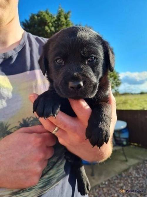Beautiful KC registered labrador puppies for sale in Miami Beach, Mablethorpe - Image 5