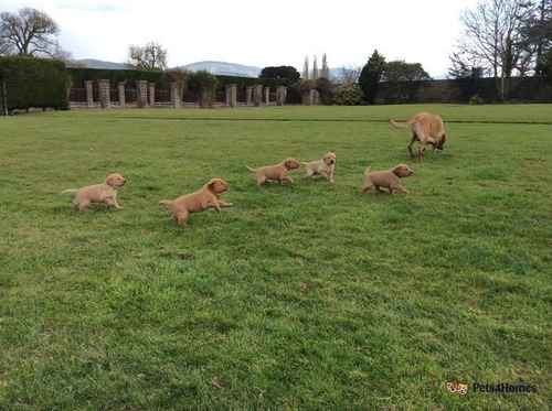 Fox Red quality puppies for sale in Trefnant, Denbighshire - Image 1