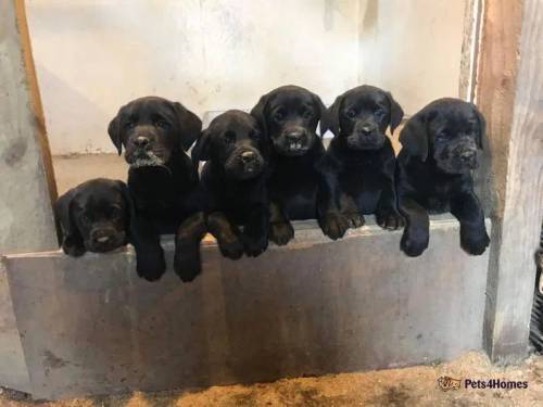 Black Labrador pups for sale in Barr, Girvan - Image 1