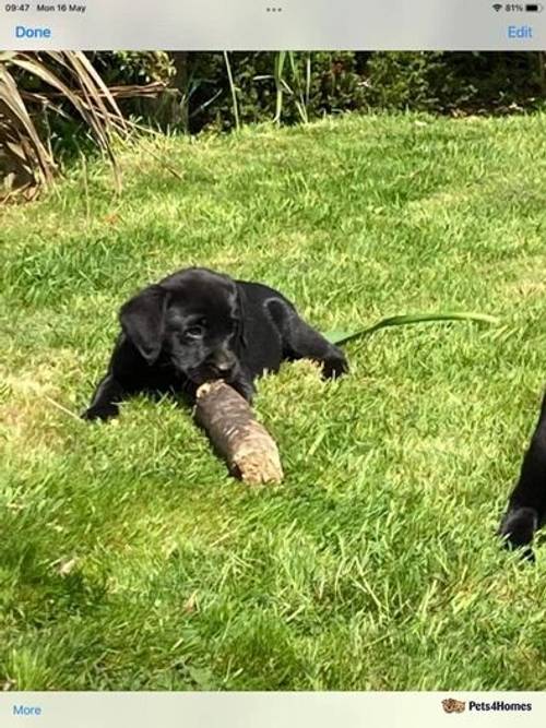 Black Labrador pups for sale in Barr, Girvan - Image 2