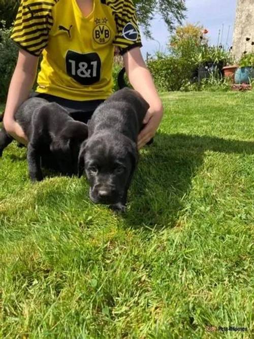 Black Labrador pups for sale in Barr, Girvan - Image 5