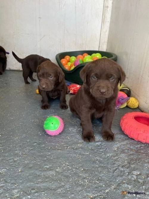 lovely litter KC reg chocolate Labrador pups for sale in Islington, Islington, Greater London - Image 2