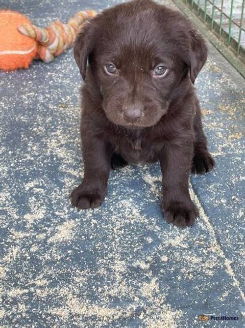 lovely litter KC reg chocolate Labrador pups for sale in Islington, Islington, Greater London - Image 3