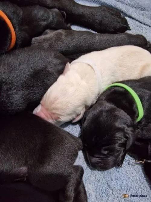 8 gorgeous puppys looking for forever homes for sale in Kempston, Bedfordshire - Image 2