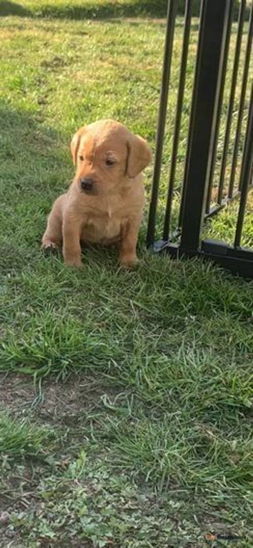 Kc registered fox red Labrador puppies for sale in Sible Hedingham, Essex - Image 2