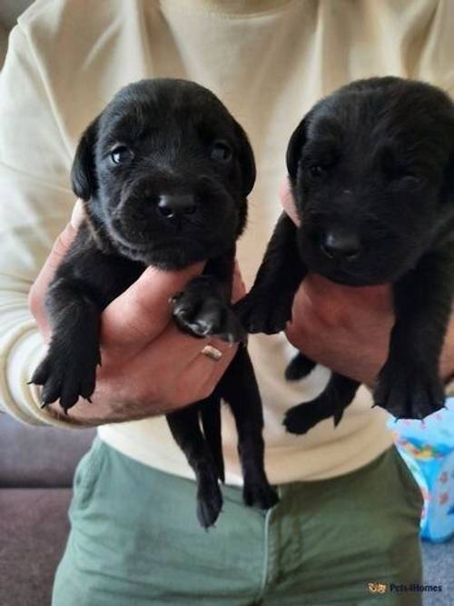 Beautiful Labrador pups black and brown for sale in Wolviston, Billingham - Image 1