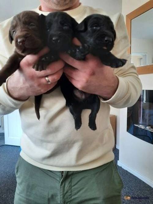 Beautiful Labrador pups black and brown for sale in Wolviston, Billingham - Image 3