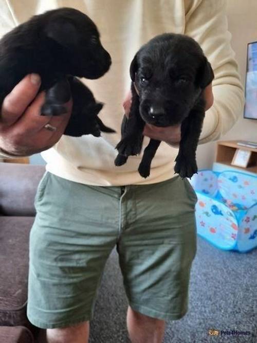 Beautiful Labrador pups black and brown for sale in Wolviston, Billingham - Image 4