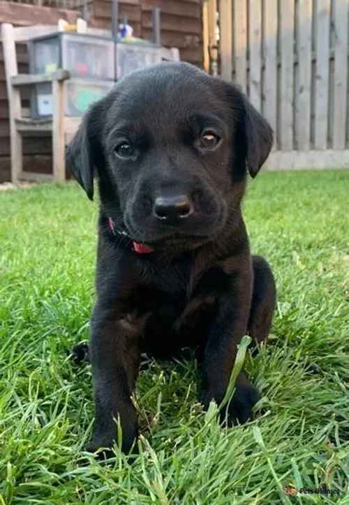 Drakeshead x Fendawood KC Registered Labradors for sale in Emley, West Yorkshire - Image 1