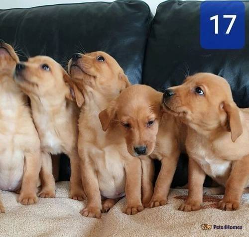 Fox Red Labrador puppies for sale in Bishop Auckland, County Durham - Image 4