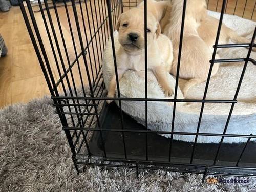 5 beautiful KC lab puppies for sale in Wistow Lordship, Selby - Image 2