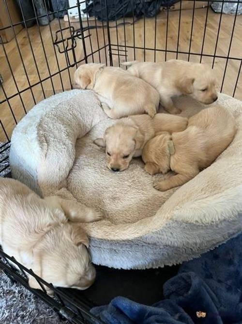 5 beautiful KC lab puppies for sale in Wistow Lordship, Selby - Image 4