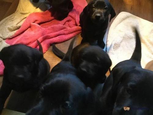 Labrador pups for sale in Chapel Row, Reading - Image 1