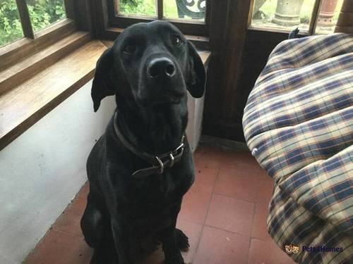 Labrador pups for sale in Chapel Row, Reading - Image 2