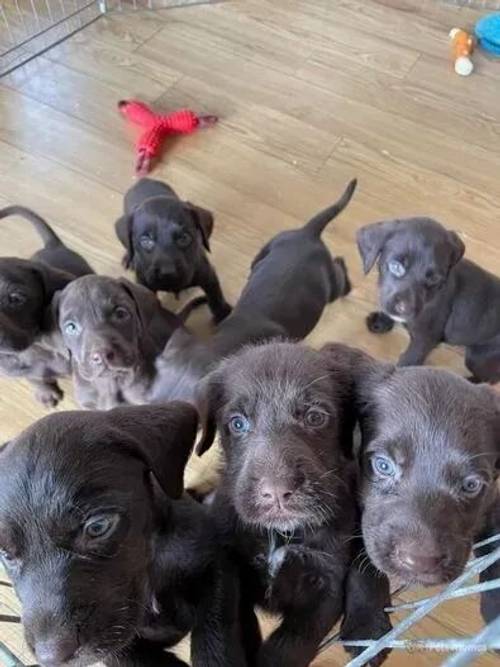 stunning lab x German Wirehaired Pointer pups for sale in Monknash, Cowbridge - Image 2