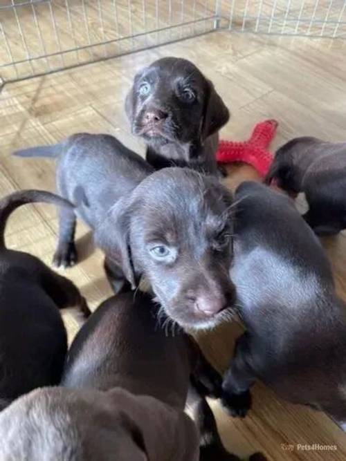 stunning lab x German Wirehaired Pointer pups for sale in Monknash, Cowbridge - Image 3