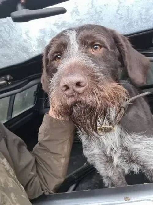 stunning lab x German Wirehaired Pointer pups for sale in Monknash, Cowbridge - Image 4