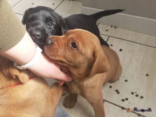 Kennel club registered labrador puppies. for sale in Burnham Trading Park, Burnley - Image 2