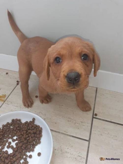 Kennel club registered labrador puppies. for sale in Burnham Trading Park, Burnley - Image 3