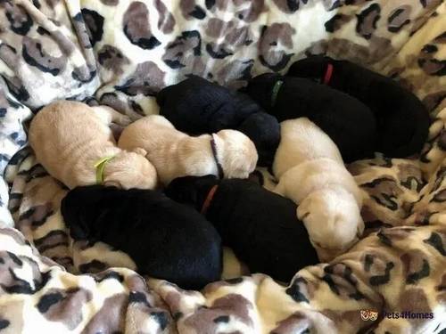 KC registered & health checked labrador pups for sale in Needham Market, Suffolk - Image 1