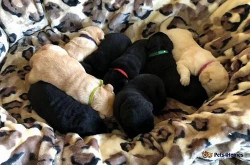 KC registered & health checked labrador pups for sale in Needham Market, Suffolk - Image 3