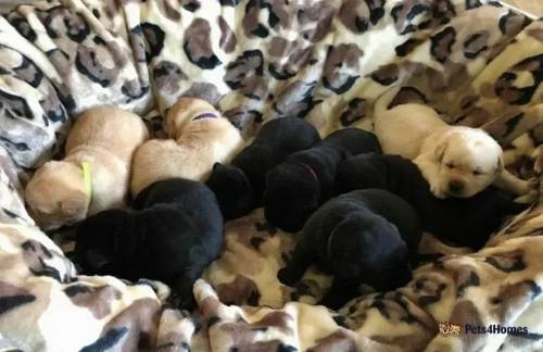 KC registered & health checked labrador pups for sale in Needham Market, Suffolk - Image 4