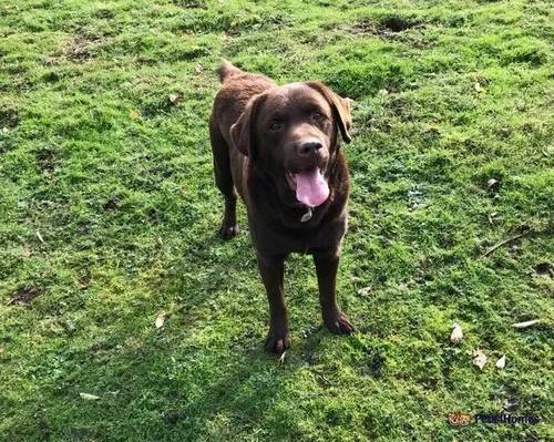 KC registered & health checked labrador pups for sale in Needham Market, Suffolk - Image 5