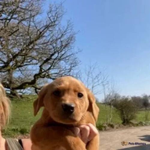 Kc reg . Fox red dog puppy . Ready for sale in Meathop, Grange-over-Sands - Image 1