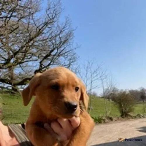 Kc reg . Fox red dog puppy . Ready for sale in Meathop, Grange-over-Sands - Image 3