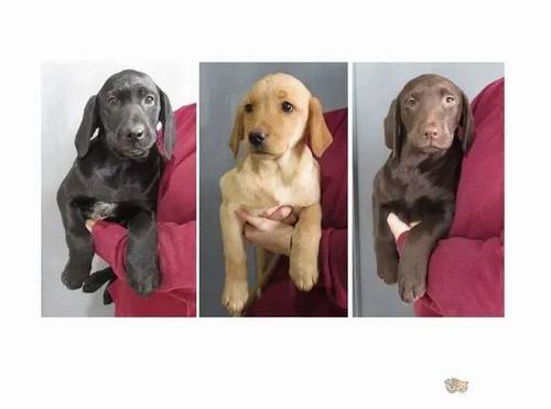 Beautiful Labrador Puppies for sale in Wimblington, March - Image 1