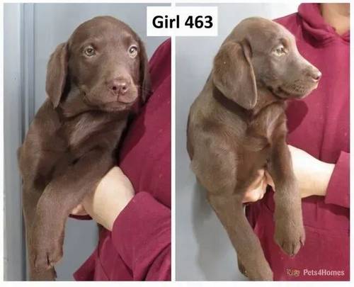 Beautiful Labrador Puppies for sale in Wimblington, March - Image 2