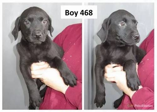 Beautiful Labrador Puppies for sale in Wimblington, March - Image 3