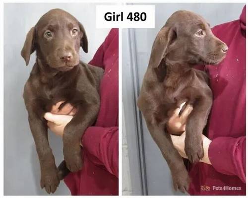 Beautiful Labrador Puppies for sale in Wimblington, March - Image 4