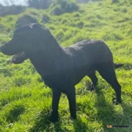 Part trained 9month lab bitch for sale in Churston Ferrers, Devon - Image 1