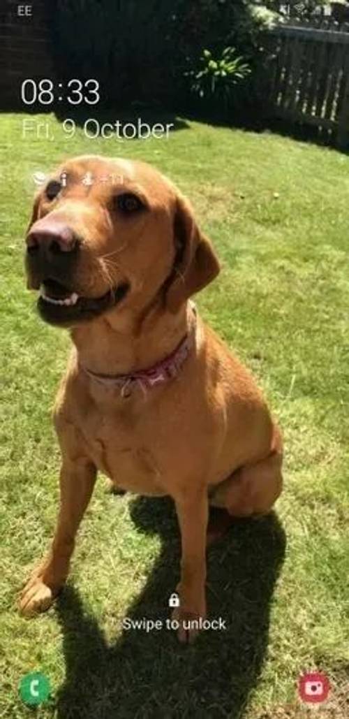 Beautiful Fox Red Labrador Puppies for sale in Northallerton, North Yorkshire - Image 3