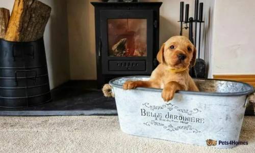 Champion Lines - Working Type Fox Red KC Labradors for sale in Scawsby, Doncaster - Image 2