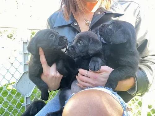 Chunky Champion Bloodline Labrador Cross Puppies for sale in Little Ponton, Grantham - Image 2