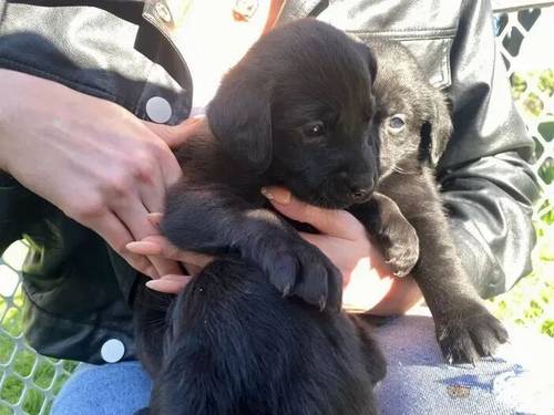 Chunky Champion Bloodline Labrador Cross Puppies for sale in Little Ponton, Grantham - Image 3